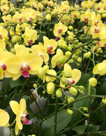 Ocean Orchids d.o.o. – Tropski vrt
